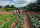 Curso sobre produção de caldas biofertilizantes fortalece práticas sustentáveis no meio rural de Lindoia Curso sobre produção de caldas biofertilizantes fortalece práticas sustentáveis no meio rural de Lindoia